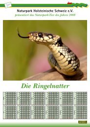 D ie R ingelnatter  (N atrix natrix) - Naturpark Holsteinische Schweiz