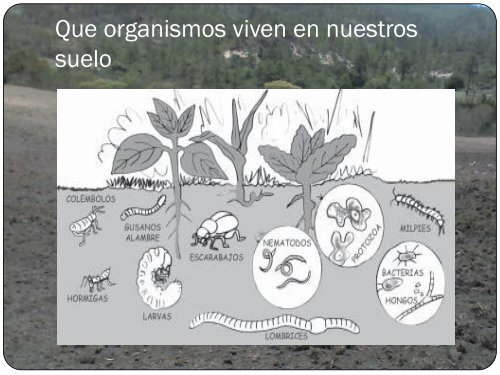 El suelo , su salud y como recuperarlos - Pymerural