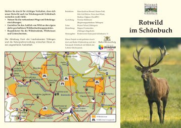 Rotwild im Schönbuch - im Naturpark Schönbuch