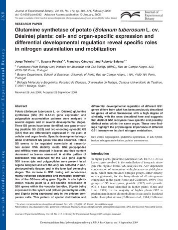 Glutamine synthetase of potato (Solanum tuberosum L. cv. De´sire´e ...