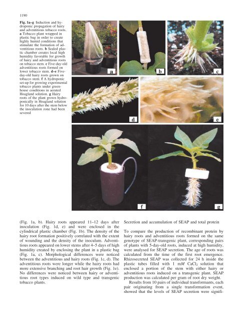 Rhizosecretion of recombinant proteins from plant hairy ... - Springer