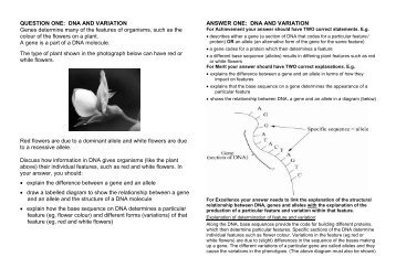 Genetics Biology Worksheet ANSWERS