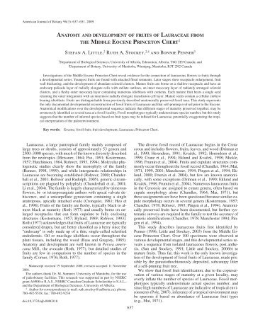 anatomy and development of fruits of lauraceae from