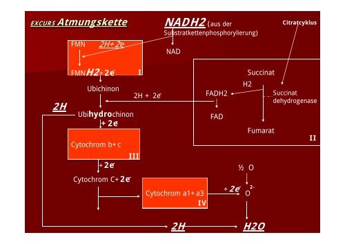 Die Glykolyse - Biochemie-trainings-camp.de