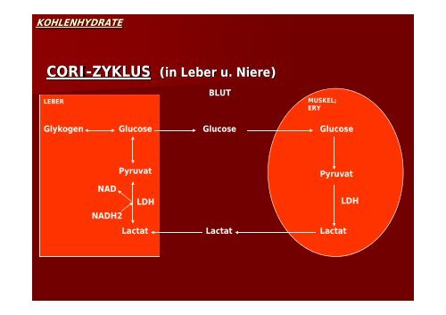 Die Glykolyse - Biochemie-trainings-camp.de