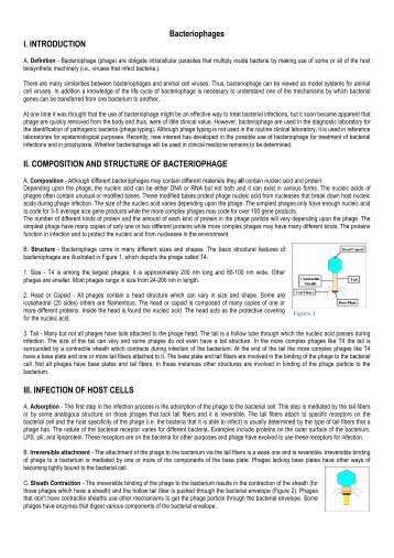 Bacteriophages I. INTRODUCTION II. COMPOSITION AND ...