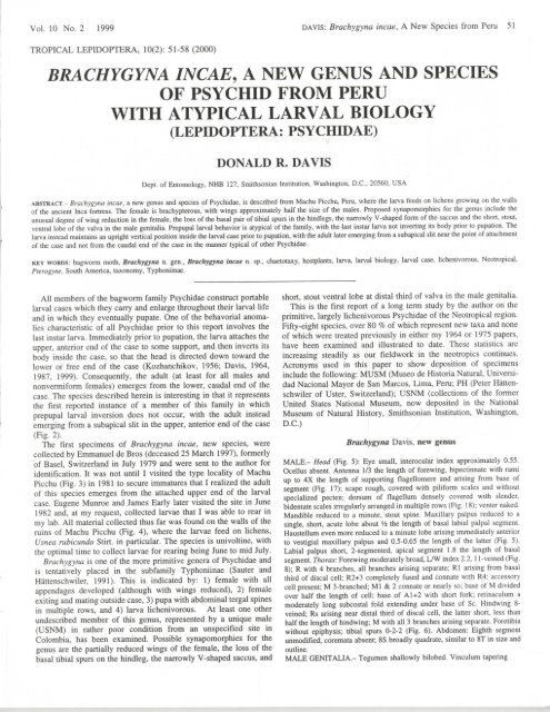 brachygyna incae, a new genus and species of psychid from peru ...