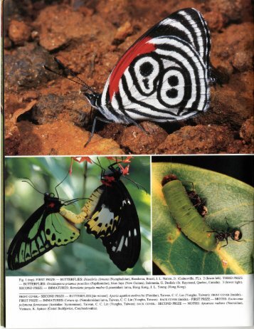 (Lepidoptera: Pieridae). Tropical Lepidoptera 3(1) - Association for ...