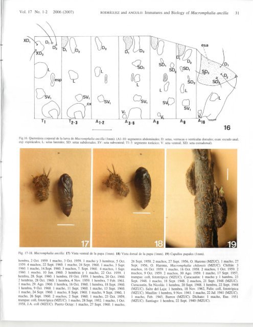 macromphalia ancilla - Association for Tropical Lepidoptera