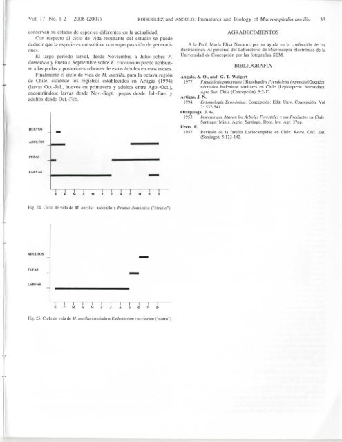 macromphalia ancilla - Association for Tropical Lepidoptera