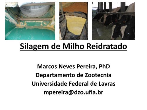 Silagem de Milho Reidratado (Boletim).pdf - Grupo do Leite