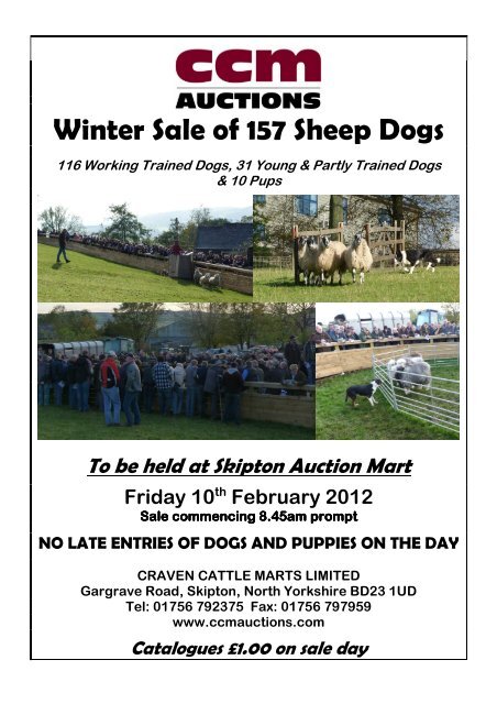 Winter Sale of 157 Sheep Dogs - CCM Auctions