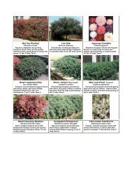 Red Tip Photinia Live Oak Japanese Camellia - New Media Retailer