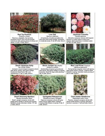 Red Tip Photinia Live Oak Japanese Camellia - New Media Retailer