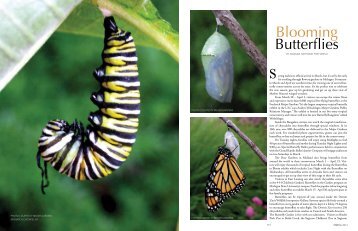 Blooming Butterflies - Michigan Home and Lifestyle