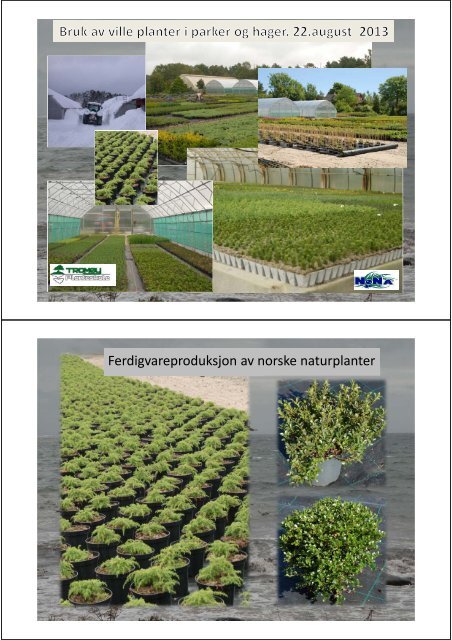 Ferdigvareproduksjon av norske naturplanter - FAGUS