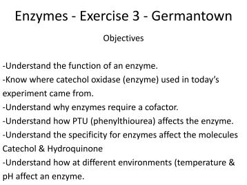 Enzymes - Exercise 3 - Science Learning Center