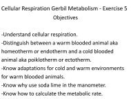 Cellular Respiration Gerbil Metabolism - Science Learning Center