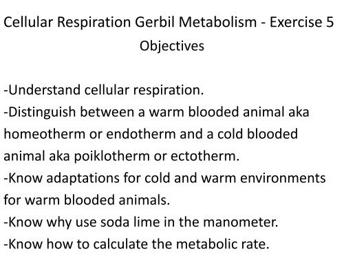 Cellular Respiration Gerbil Metabolism - Science Learning Center