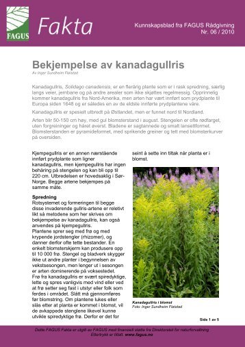 Bekjempelse av kanadagullris