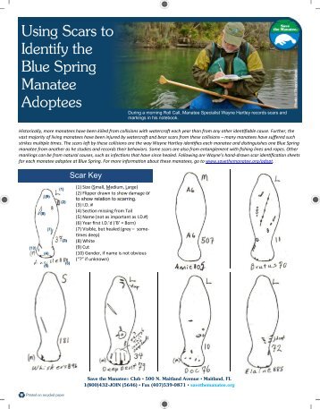 Scar Pattern Chart - Save the Manatee Club