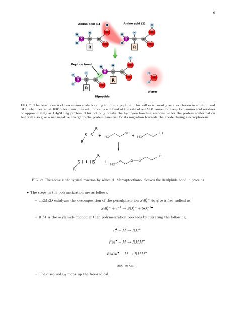 A report on an experiment I did of doing electrophoresis with proteins