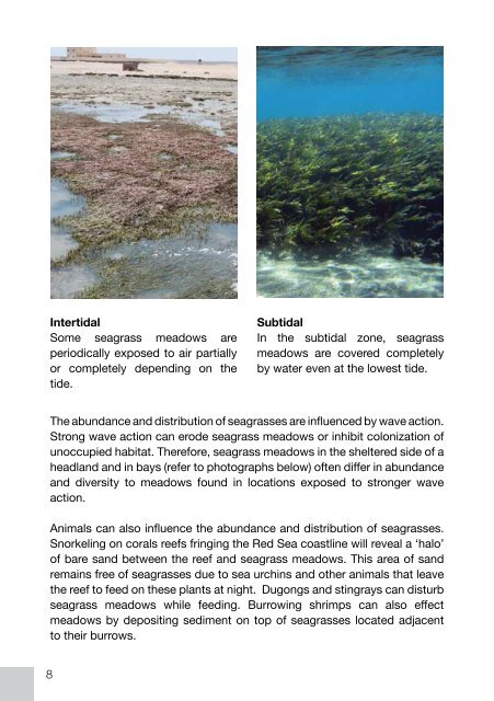 Field Guide to Seagrasses of the Red Sea - Seagrass-Watch