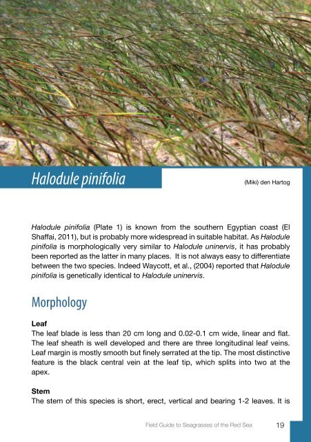 Field Guide to Seagrasses of the Red Sea - Seagrass-Watch