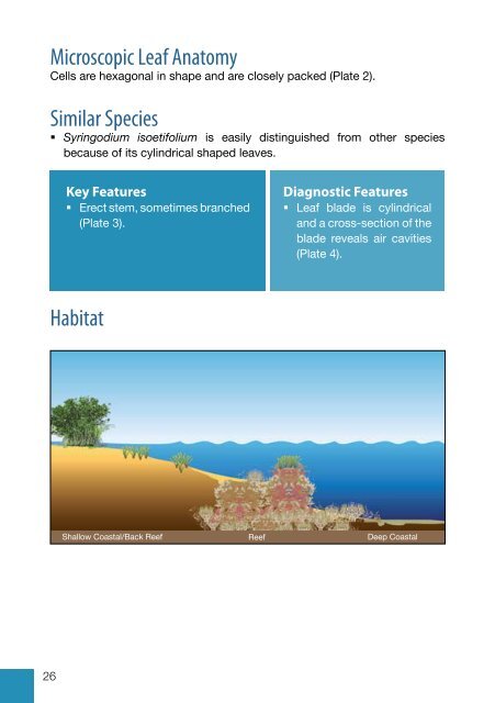 Field Guide to Seagrasses of the Red Sea - Seagrass-Watch