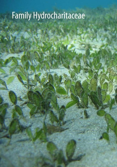Field Guide to Seagrasses of the Red Sea - Seagrass-Watch