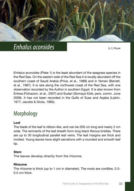 Field Guide to Seagrasses of the Red Sea - Seagrass-Watch