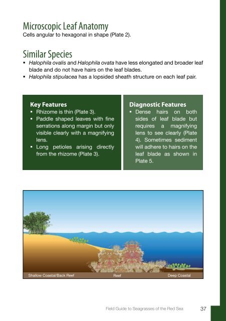 Field Guide to Seagrasses of the Red Sea - Seagrass-Watch