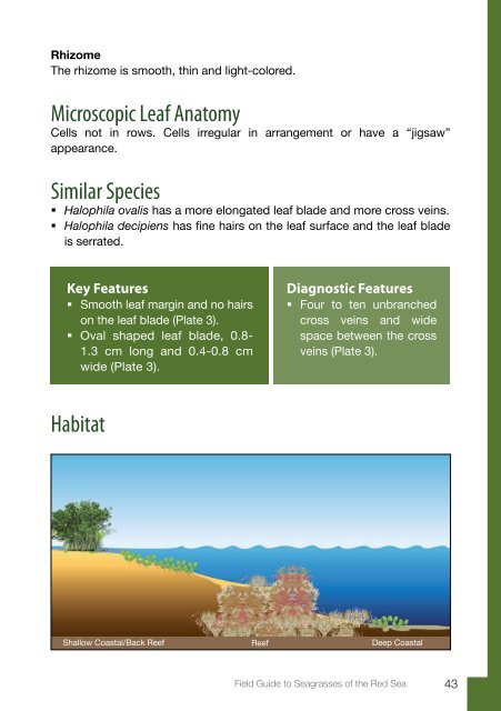 Field Guide to Seagrasses of the Red Sea - Seagrass-Watch