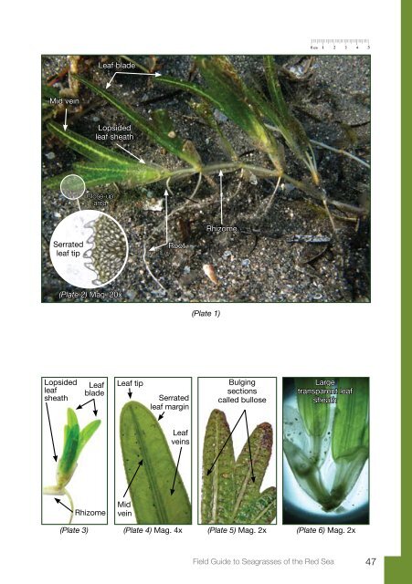 Field Guide to Seagrasses of the Red Sea - Seagrass-Watch