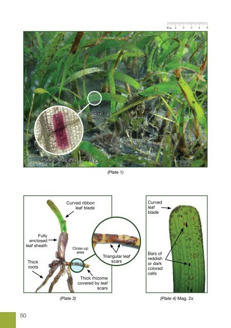 Field Guide to Seagrasses of the Red Sea - Seagrass-Watch