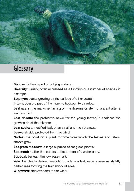 Field Guide to Seagrasses of the Red Sea - Seagrass-Watch