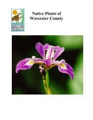 Native Plants of Worcester County - The Coastal Bays Program