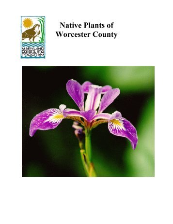 Native Plants of Worcester County - The Coastal Bays Program