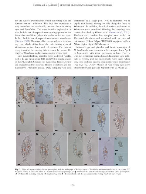 The formation of the twin resting cysts in the dinoflagellate Dissodinium pseudolunula, a parasite of copepod eggs