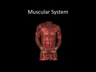 Muscular System