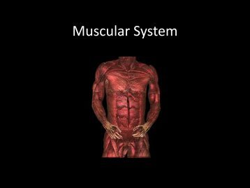 Muscular System