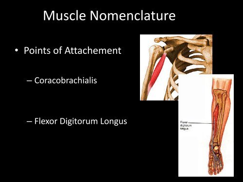 Muscular System