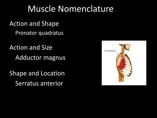 Muscular System