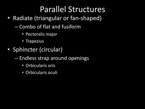 Muscular System