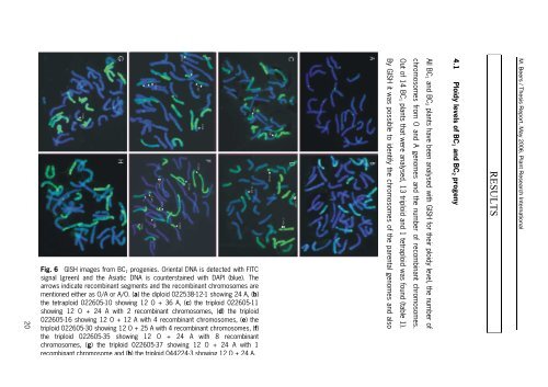 Thesis report PRI_Martin Beers_final - The Lilium information page