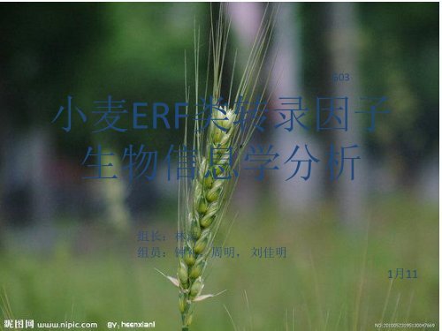 小麦ERF类转录因子生物信息学分析 - abc