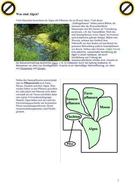 Nochmals Was Sind Algen Hans Graf Gartenbau