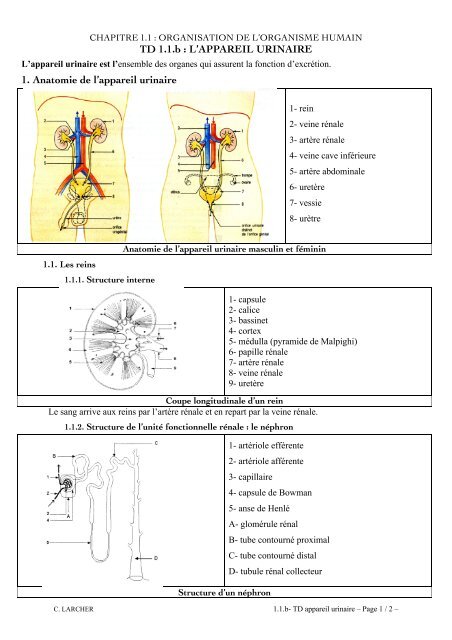 1.1.b- TD appareil urinaire