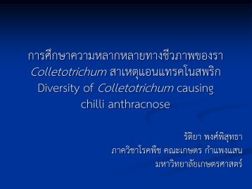 à¸à¸²à¸£à¸¨à¸¶à¸à¸©à¸²à¸à¸§à¸²à¸¡à¸«à¸¥à¸²à¸à¸«à¸¥à¸²à¸¢à¸à¸²à¸à¸à¸µà¸§à¸ à¸²à¸à¸à¸­à¸à¸£à¸² Colletotrichum à¸ªà¸²à¹