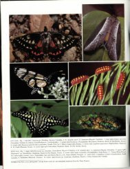 LEFT PAGE.- Fig. 1 - Association for Tropical Lepidoptera